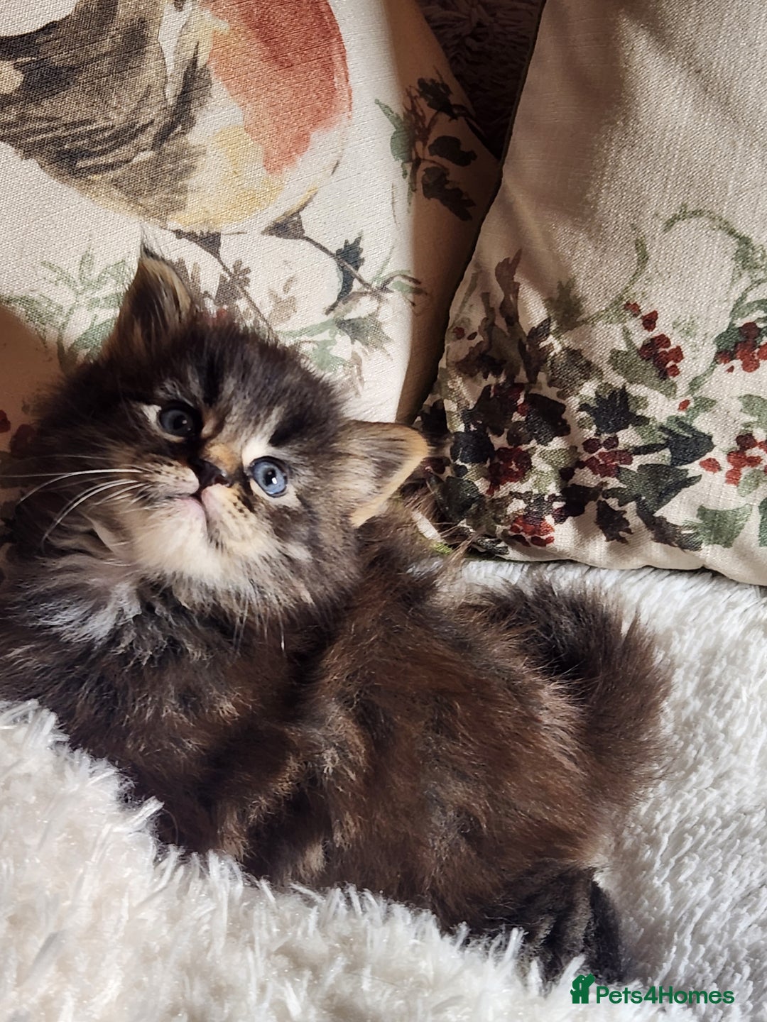 Maine Coon cats for sale:  Ready Now! Maine coon Kittens  - Advert 8