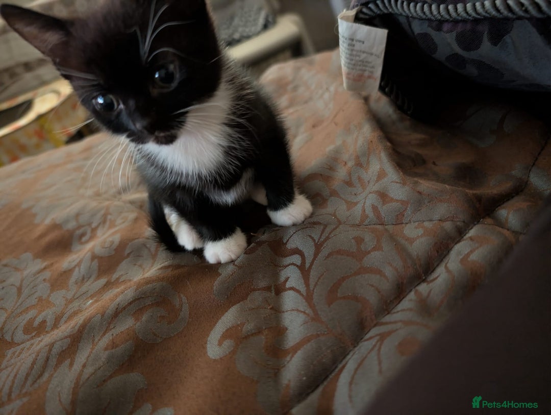 British Shorthair cats for sale: 2 male kittens ready for their new home - Advert 7