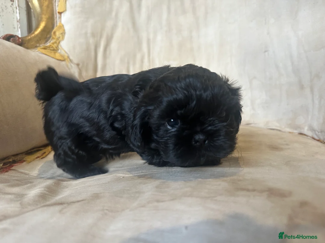 Shih Tzu dogs for sale: Shih Tzu Beauties, Imperial lines - Advert 30
