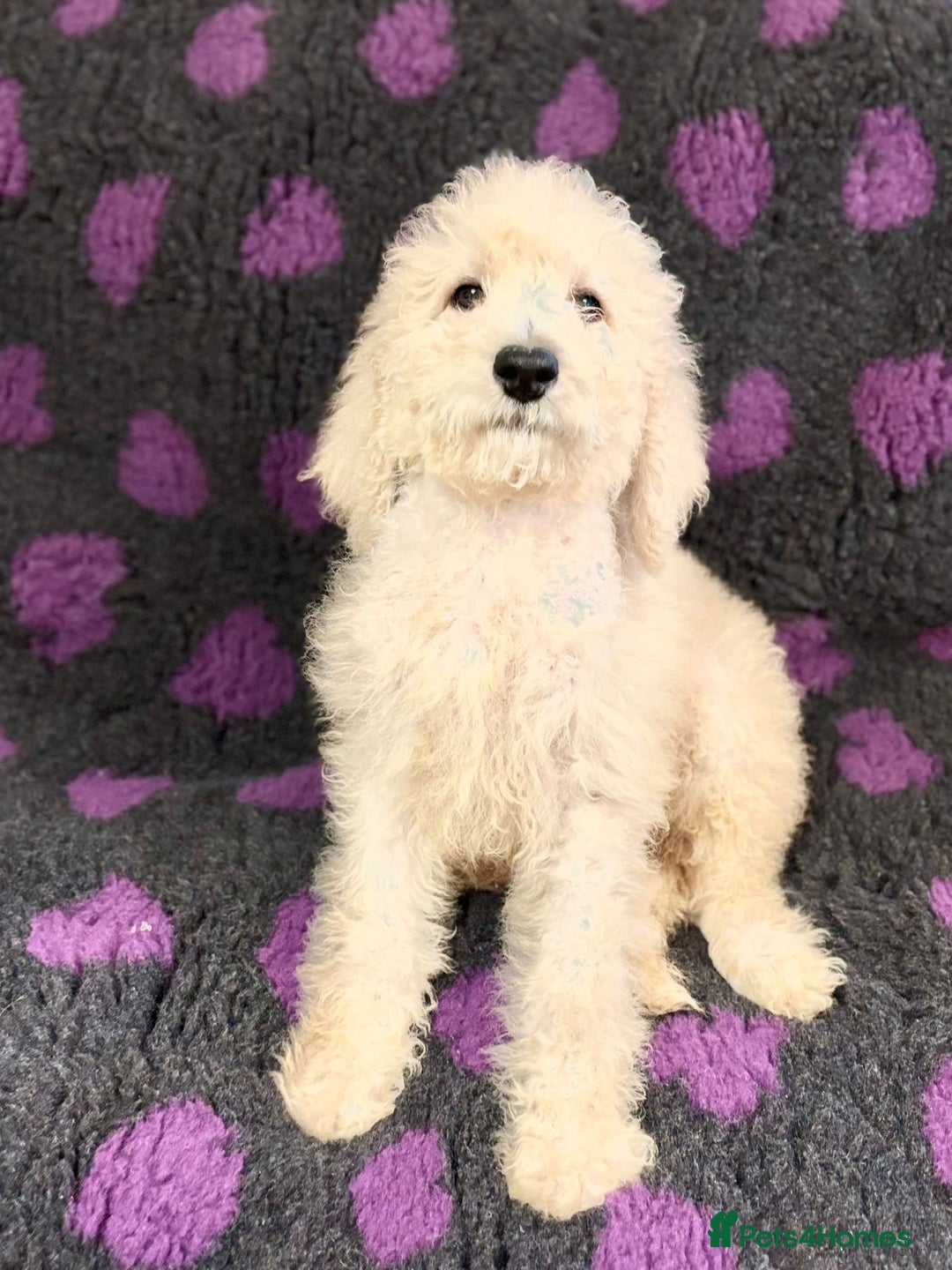 Bernedoodle dogs for sale: Bernedoodle standard F1b pups fluffy teddy bears - Advert 13