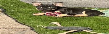 French Bulldog 3