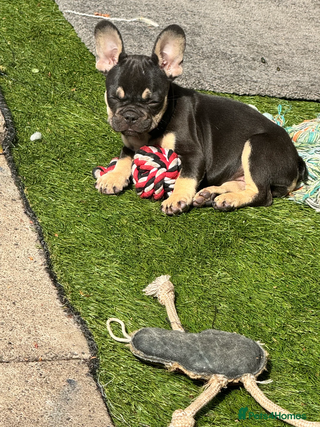 French Bulldog dogs for sale: French bulldog for sale  in Coventry - Advert 2