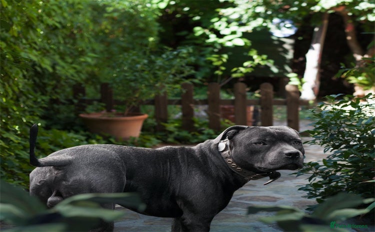 Staffordshire Bull Terrier dogs - Advert 4