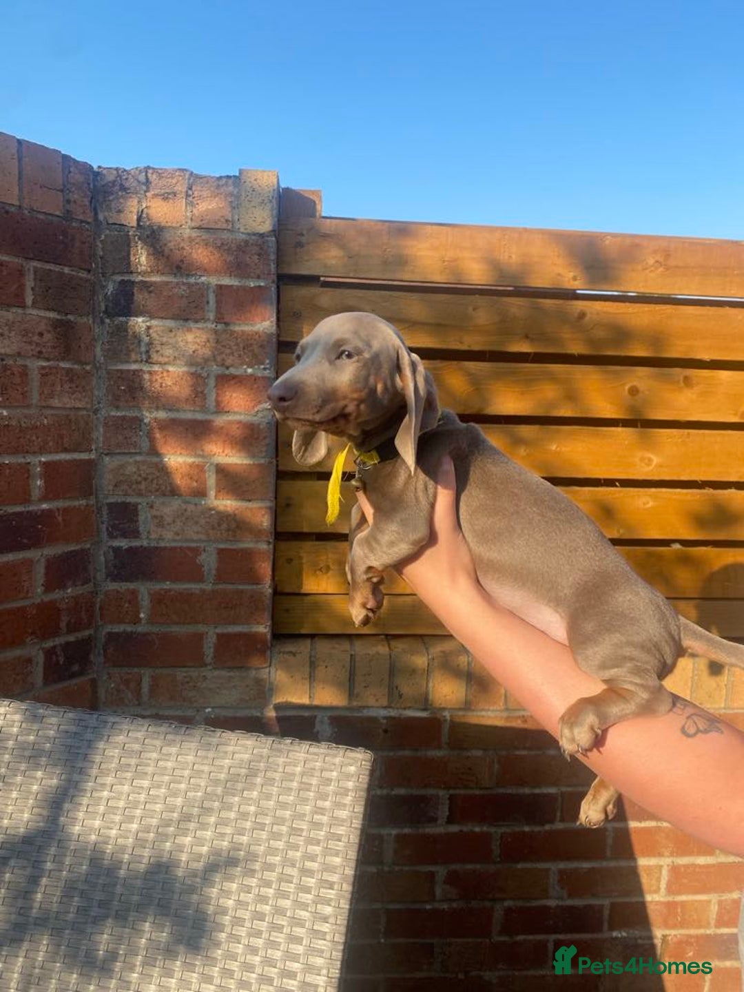 Dachshund dogs for sale: Beautiful Dachshund Puppies REDUCED  - Image 8