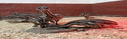 Emus poultry for sale: Emu Chicks - Advert 6