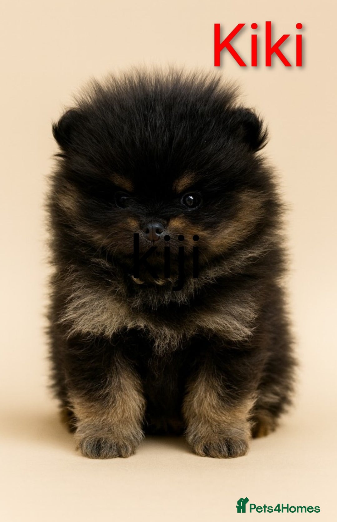 Pomeranian dogs for sale: All pups reserved  - Advert 30