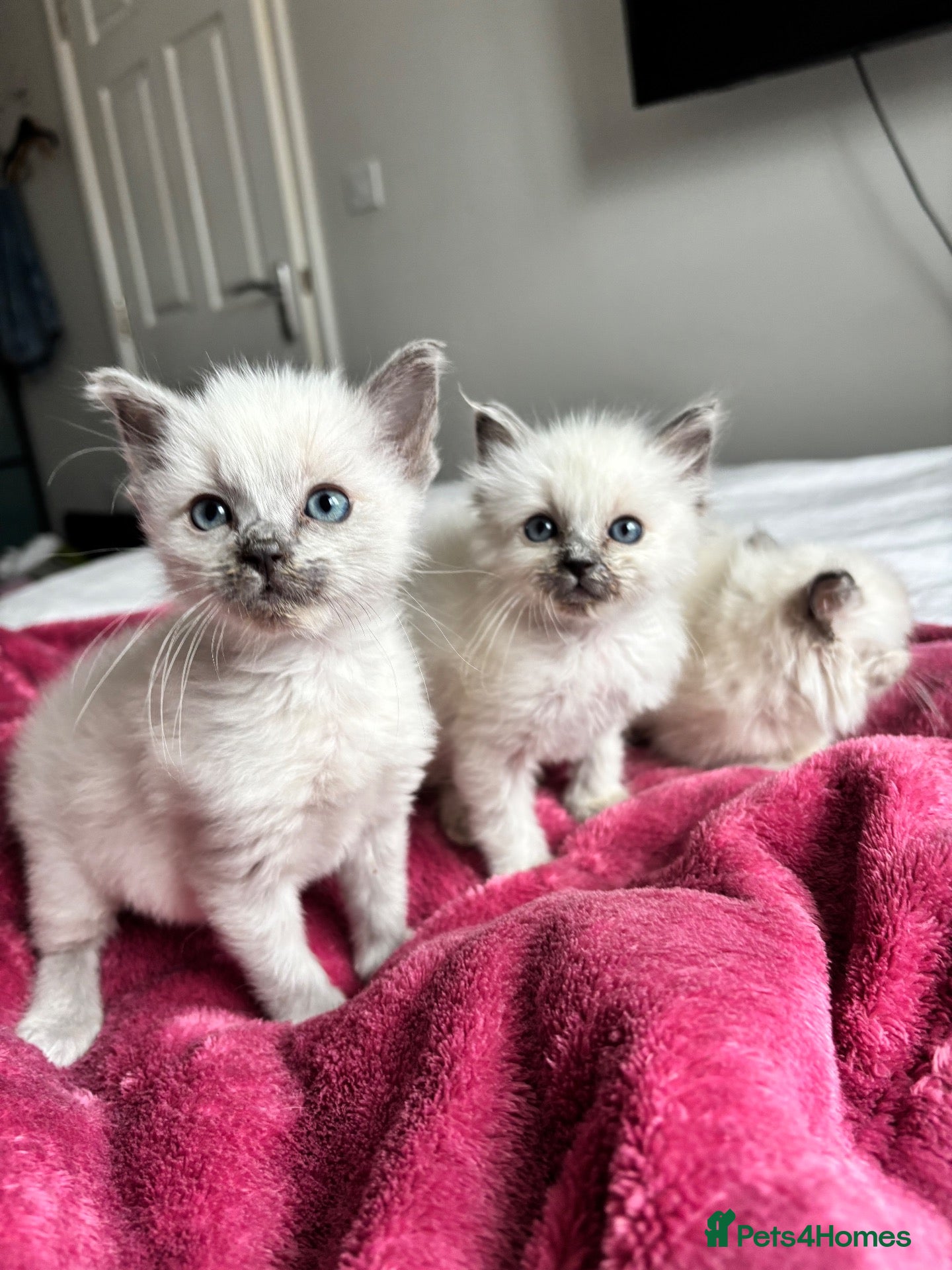 Ragdoll cats Blue point Ragdoll kittens  - Advert 1