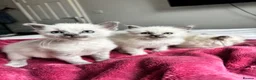 Ragdoll cats for sale: Blue point Ragdoll kittens  - Advert 1