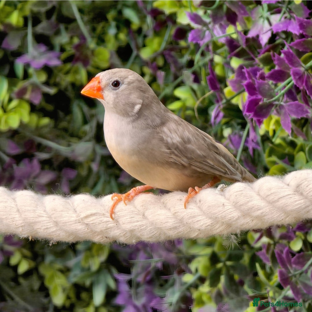 Finches birds for sale: Zebra Finches - Various Colours (20 birds) - Image 4