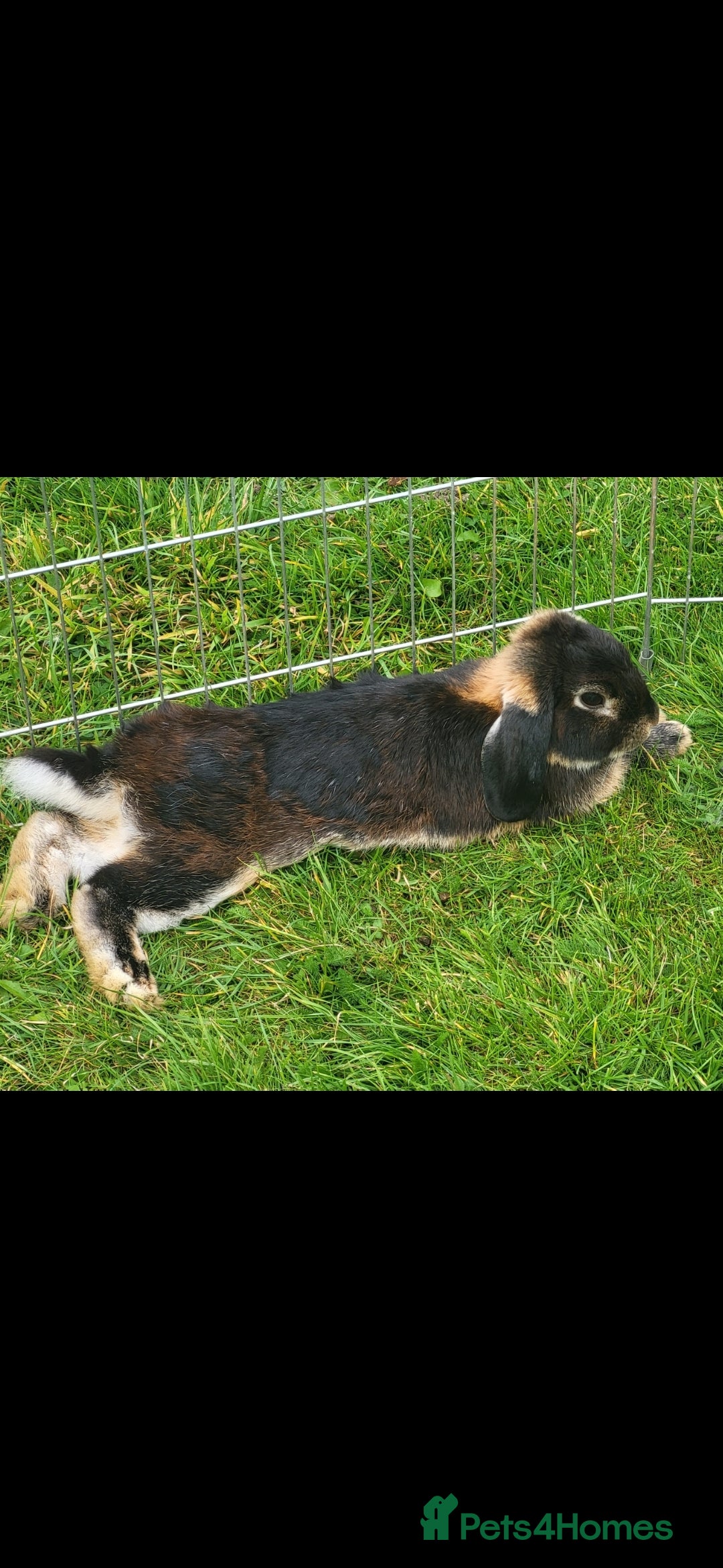Dutch rabbits for sale: A bonded pair of rabbits  - Advert 3
