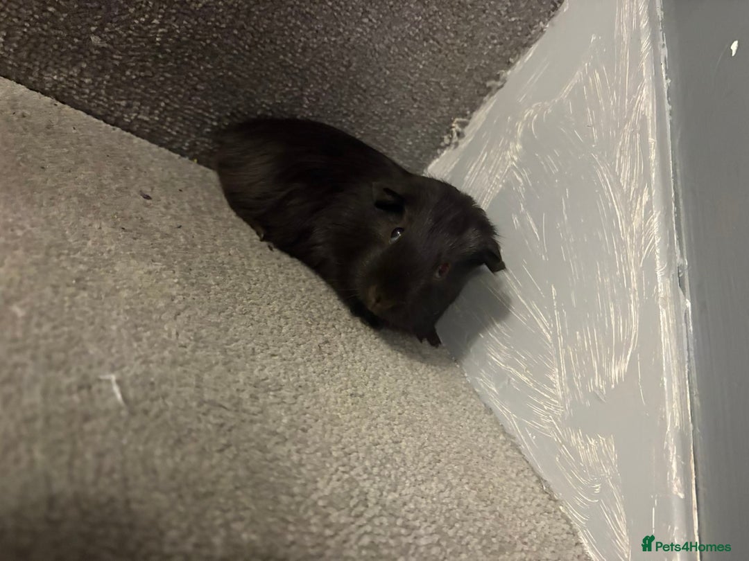 Guinea Pig rodents for sale: Baby guinea pigs  - Advert 9