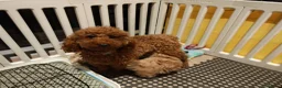 Maltipoo dogs for sale: Maltipoo F1 Toy Size, KC Parents, DNA Tested Clear - Advert 13