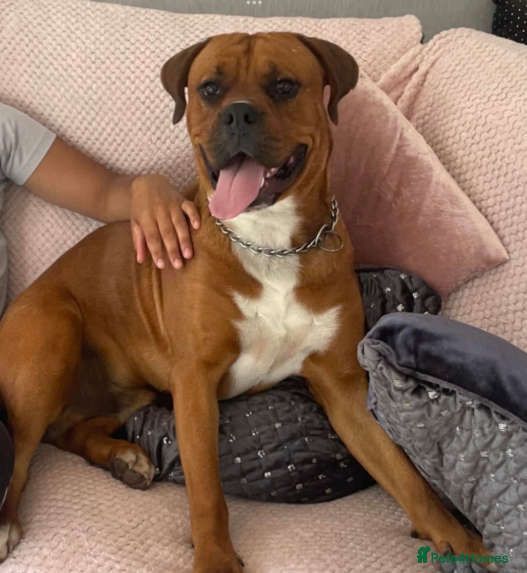 Boxer dogs for sale: Boxerx - Advert 5