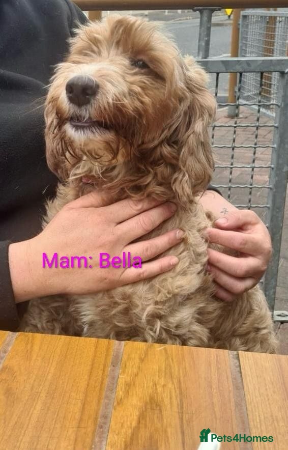 Mixed Breed dogs 3 beautiful cockapoo X cavapoo pups  - Advert 2
