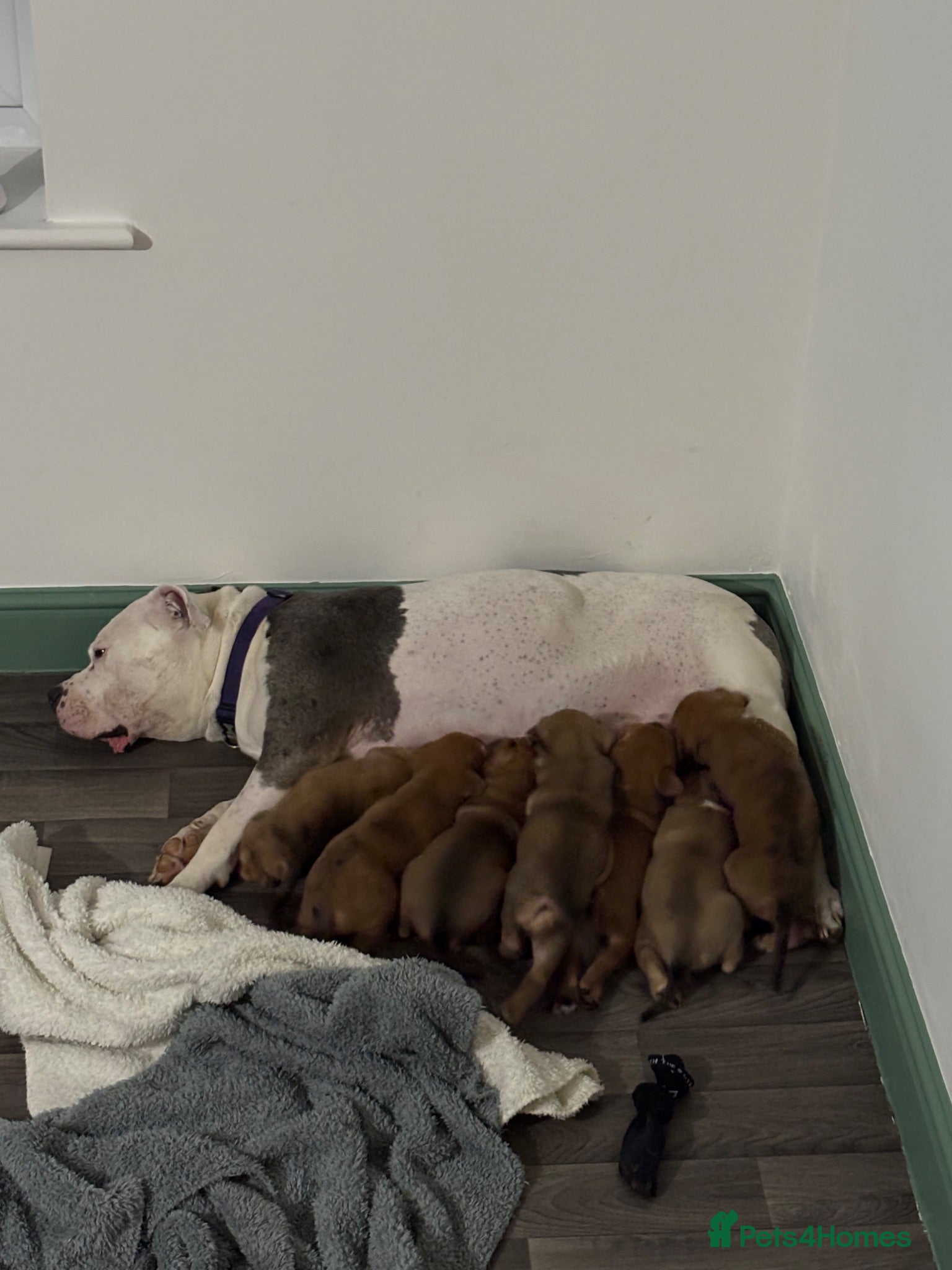 Mixed Breed dogs for sale: American Bulldog X Bullmastiff - Advert 1