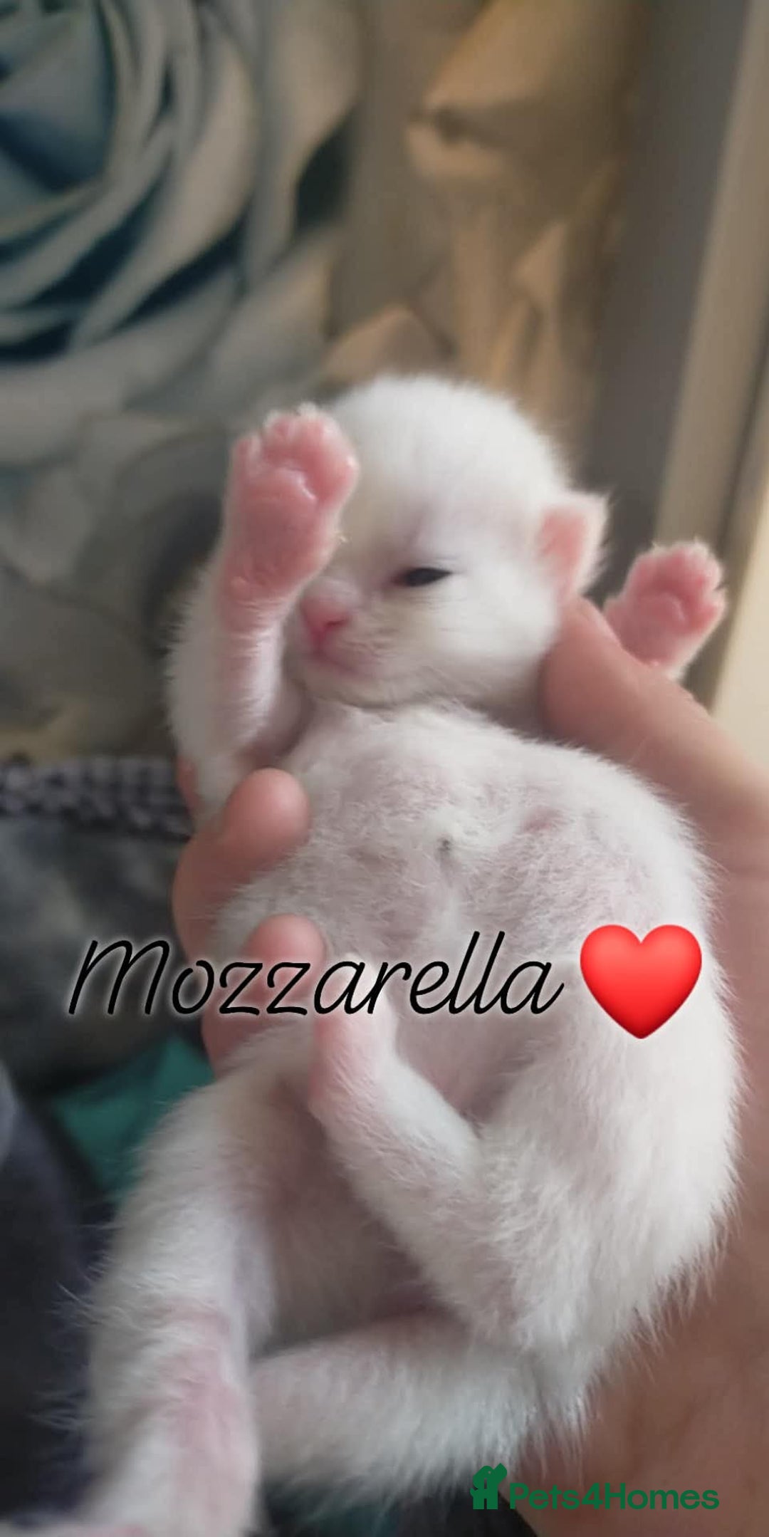 Mixed Breed cats for sale: Mozzarella: Long Haired Persian x Ragdoll x DSH - Image 4
