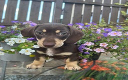 Miniature Dachshund dogs for sale: Stunning Miniature Dachshund Puppies  - Image 2