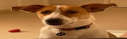 Canaan Dog dogs for adoption: Zico the desert dog  - Advert 3