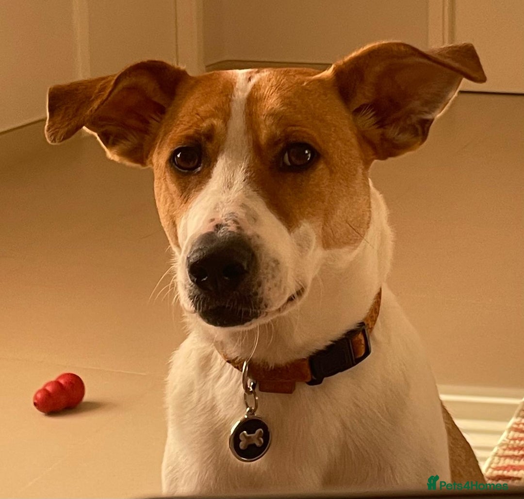 Canaan Dog dogs for adoption: Zico the desert dog  - Advert 3