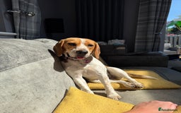 Beagle dogs for sale: Female beagle 18 months old - Image 3