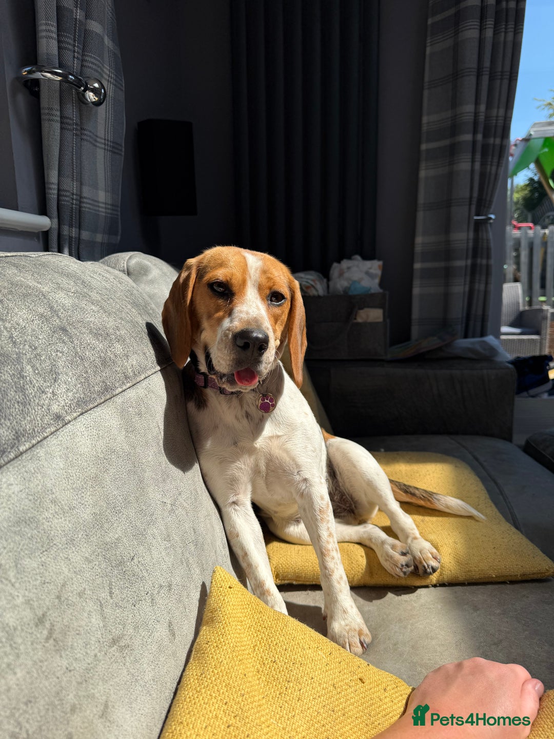 Beagle dogs for sale: Female beagle 18 months old - Image 3
