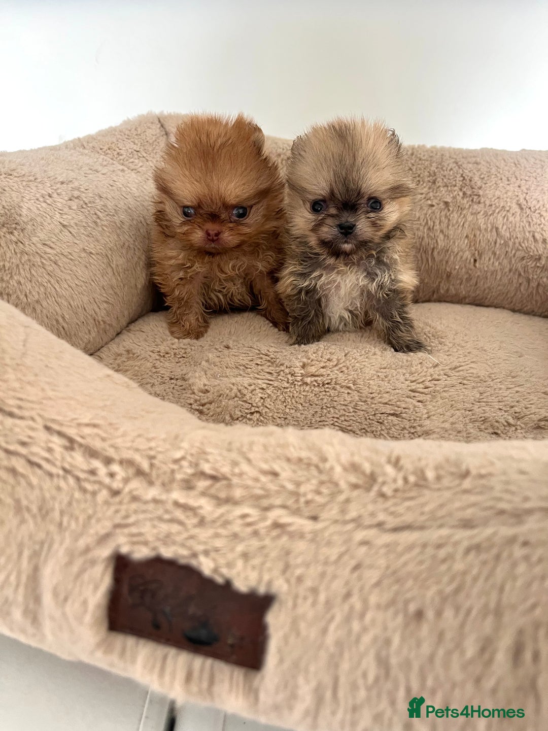 Pomeranian dogs for sale: Extremely Small🐻High Quality🏆Rare Beauty 🔥 - Advert 16