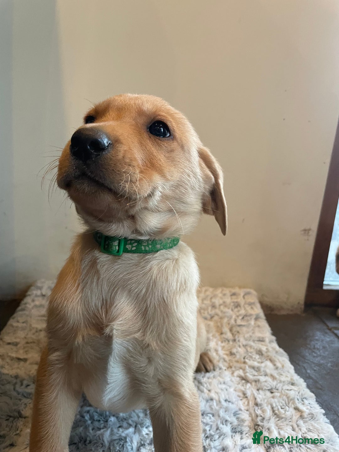 Labrador Retriever dogs for sale: Reduced to 1200 Ready to go now   - Advert 25