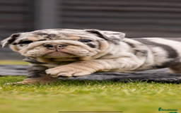 English Bulldog dogs for sale: Grey Merle male english bulldog puppy - Image 29