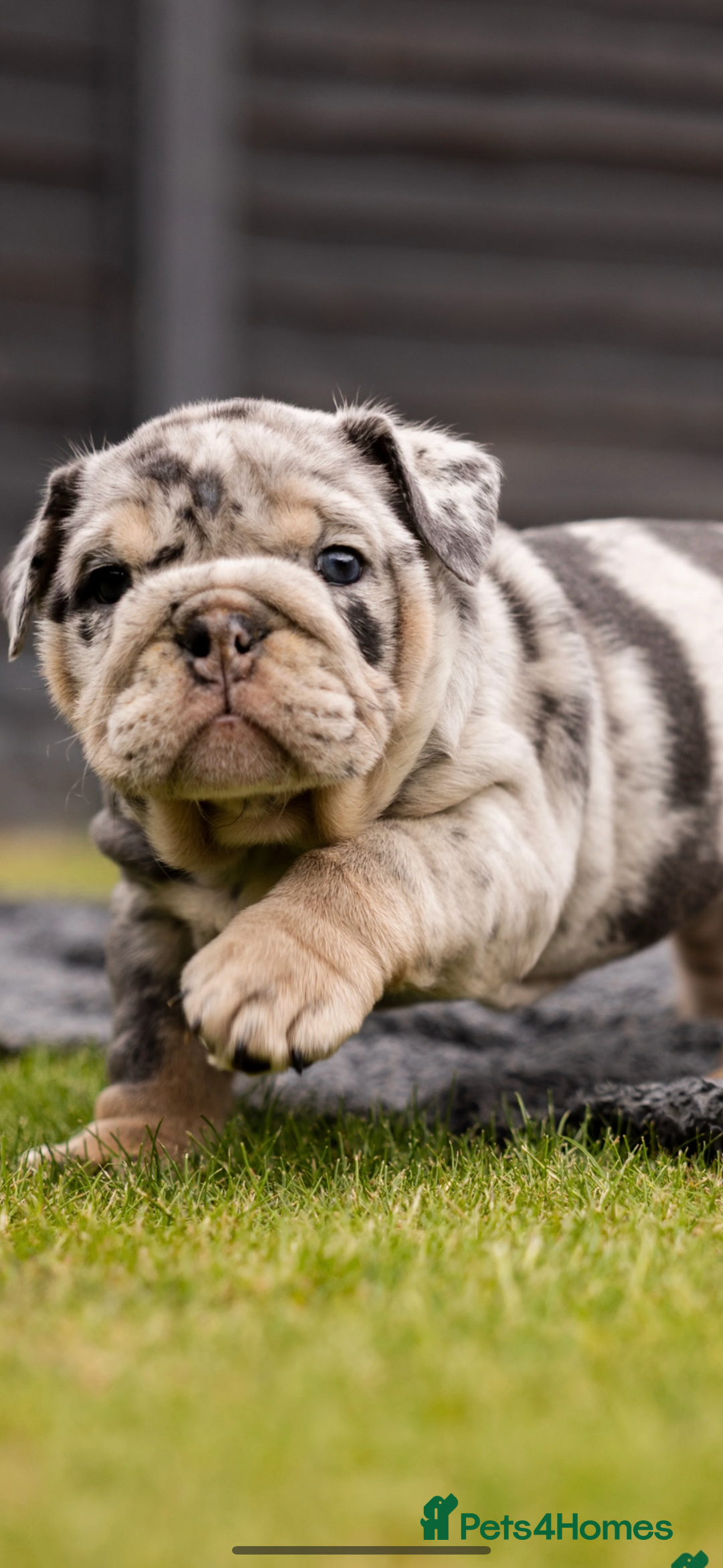 English Bulldog dogs for sale: Grey Merle male english bulldog puppy - Image 29