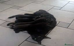 Brazilian Shorthair cats for sale: Beautiful  black  cat  - Image 5