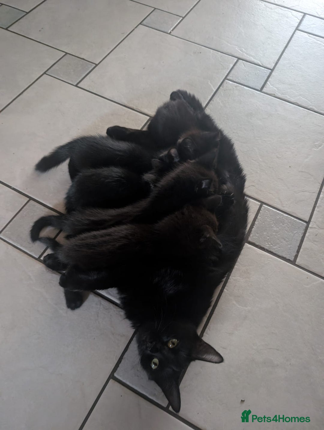 Brazilian Shorthair cats for sale: Beautiful  black  cat  - Image 5