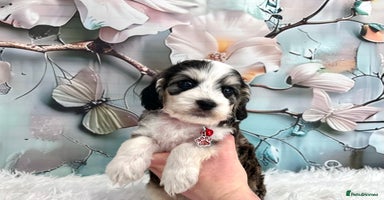 Cockapoo dogs - Advert 1