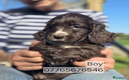 Cockapoo dogs for sale: Cockapoo Puppies Homebred Council Domestic Breeder - Image 1