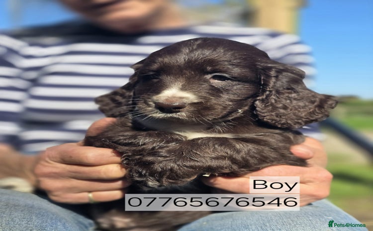 Cockapoo dogs - Advert 5