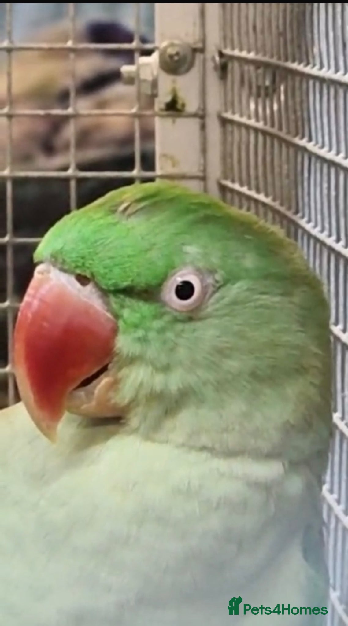 Parakeets birds Alexandrine parakeet - Advert 1