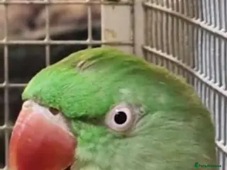 Parakeets birds Alexandrine parakeet - Advert 1