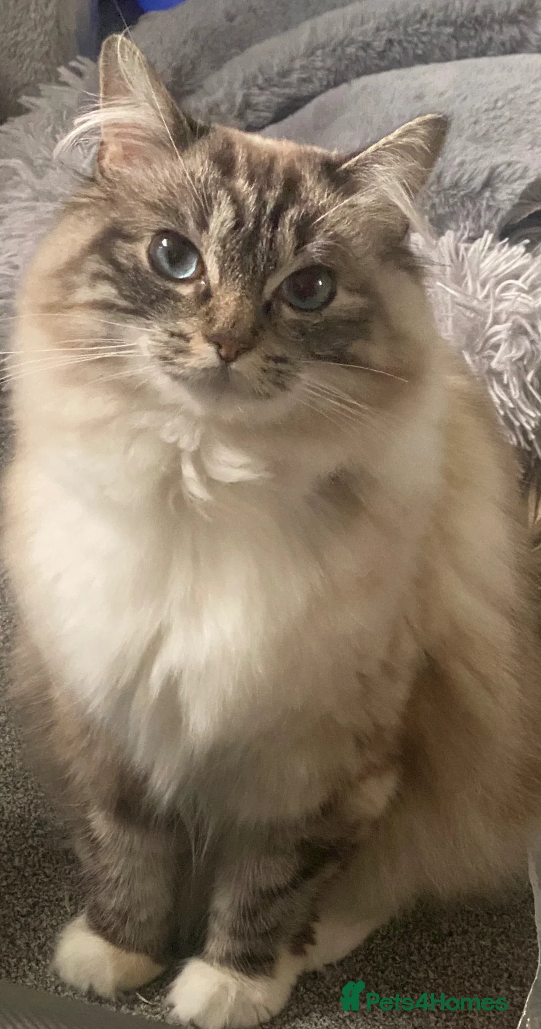 Ragdoll cats for sale: Ragdoll Lynx  in South Croydon - Advert 1