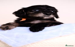 Mixed Breed dogs for sale: 8 UNIQUE Spaniel x Poodle Puppies - Image 11