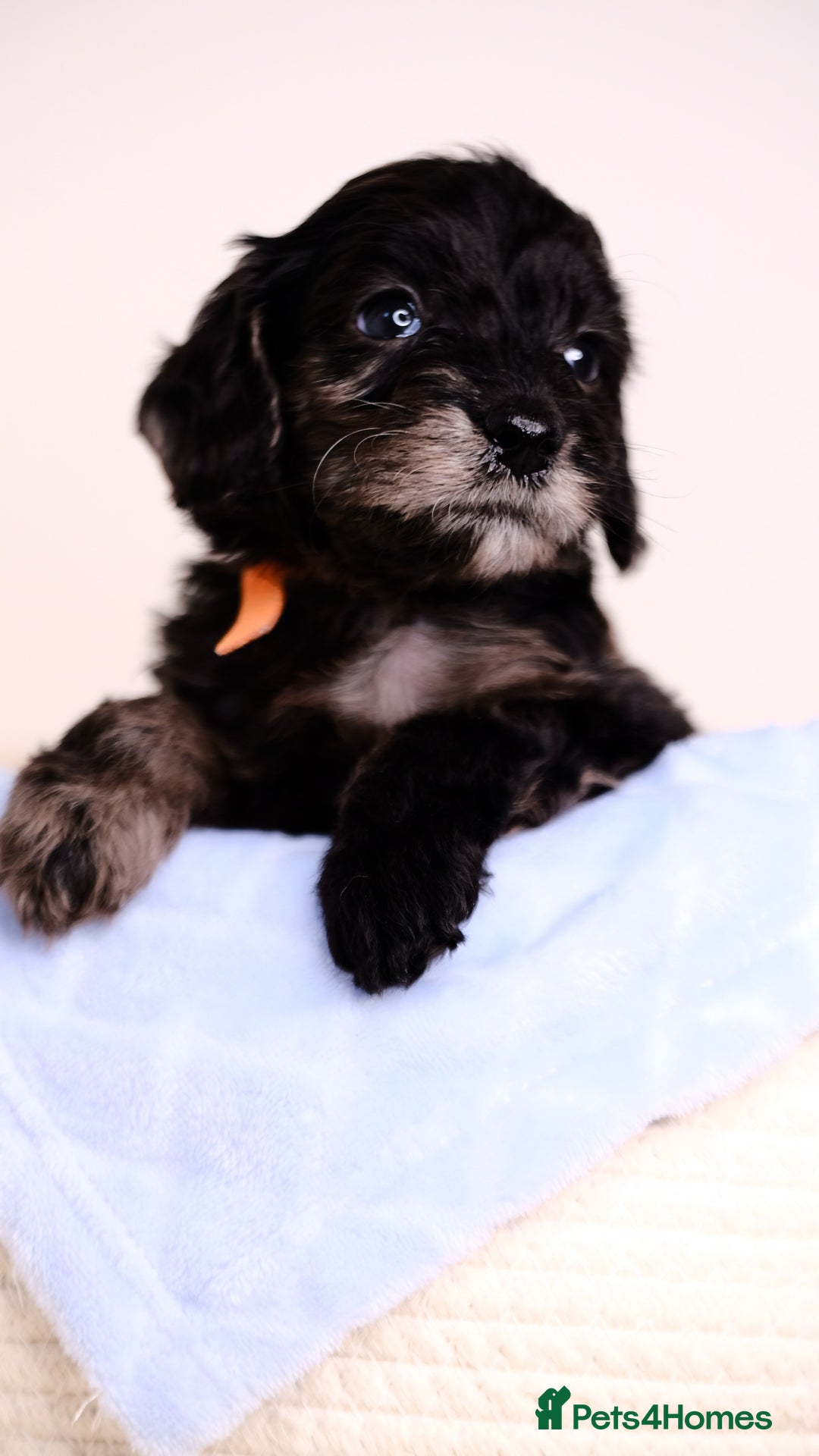 Mixed Breed dogs for sale: 8 UNIQUE Spaniel x Poodle Puppies - Image 11
