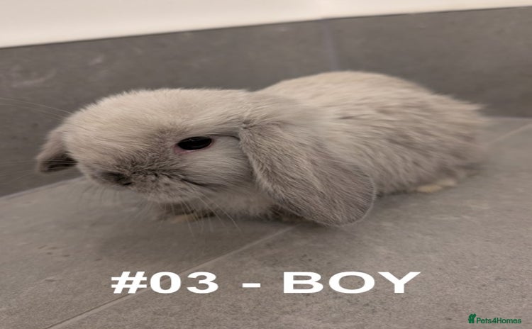 Mini Lop rabbits - Advert 3