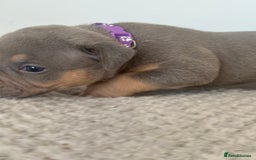 American Bully dogs for sale: Pocket Bullies ( not banned breed) - Image 13