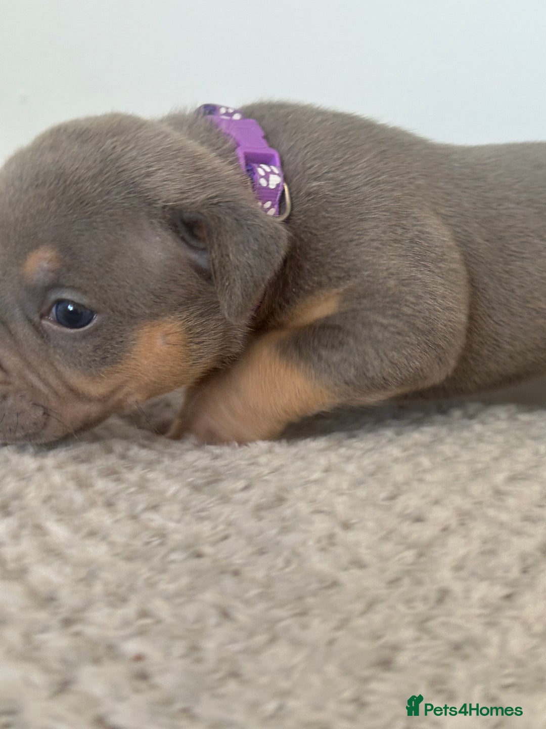 American Bully dogs for sale: Pocket Bullies ( not banned breed) - Image 13