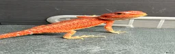 Bearded Dragon reptiles for sale: Red Monster baby bearded dragons ready to go!  - Advert 11
