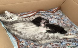 Persian cats for sale: Persian BSH kittens ready next weekend - Image 8
