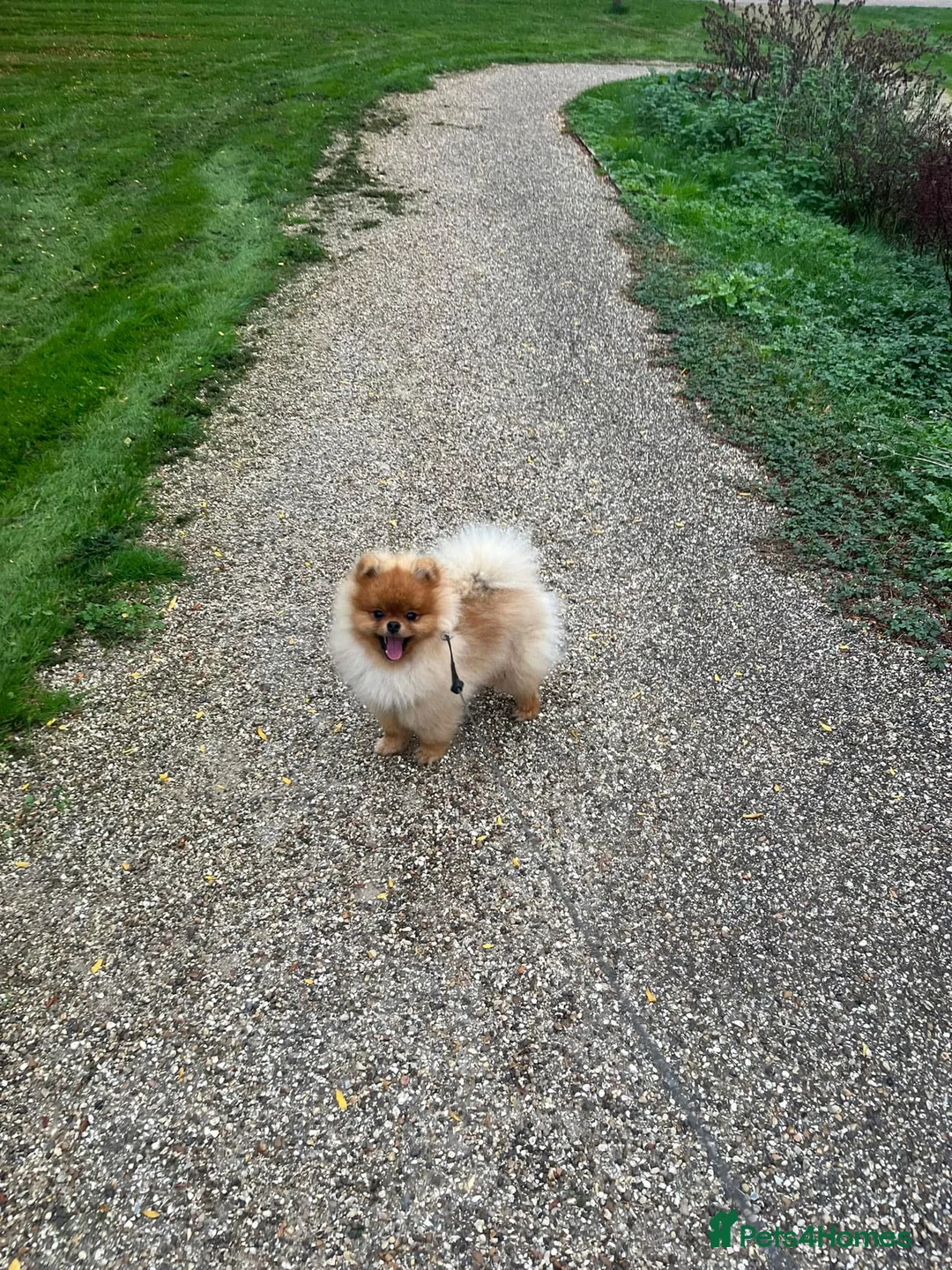 Pomeranian dogs for stud: 4 time Champion KC proven, 1,9kg 🏆 in Amersham - Advert 16