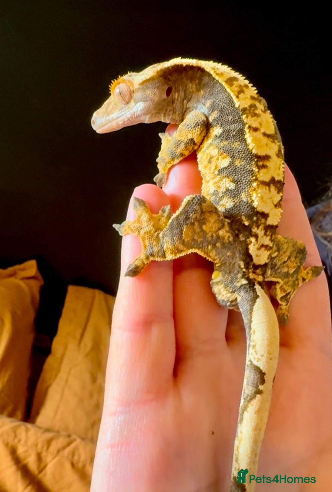Gecko reptiles for sale: Fire Pinstripe Morph Crested Gecko - Advert 5