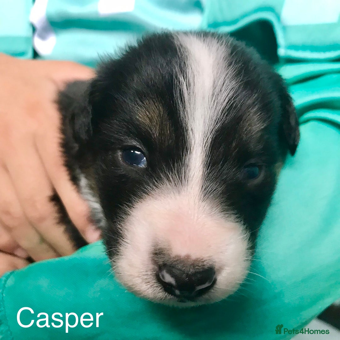 Border Collie dogs for sale: Beautiful Border Collie Pups, Merle & Classic Tri - Advert 13