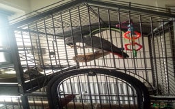 Parrots birds for sale: 5YO African grey male - Image 1