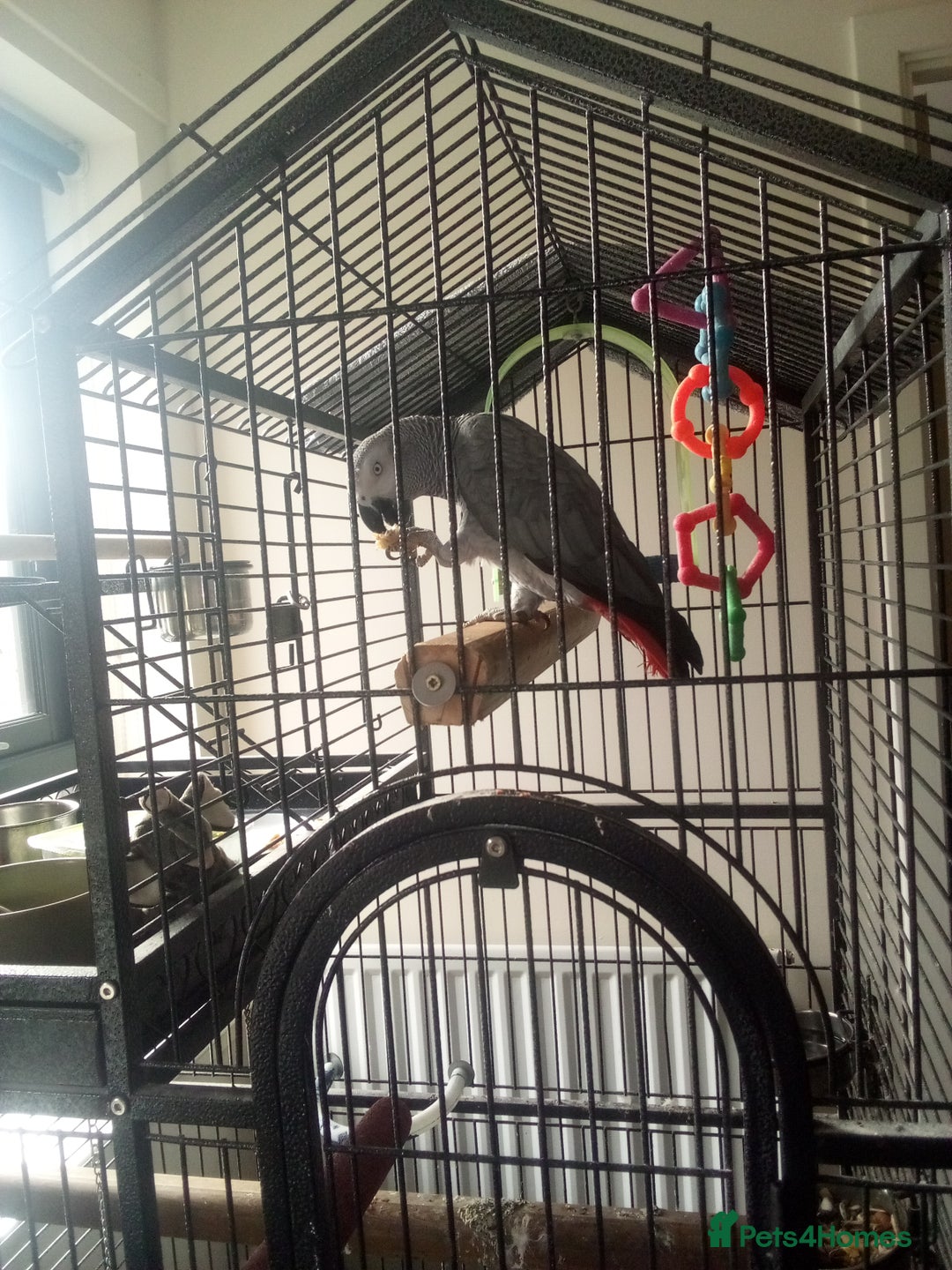 Parrots birds for sale: 5YO African grey male - Image 1