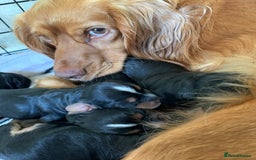 Cocker Spaniel dogs for sale: Cocker Spaniel pups for sale  - Image 7